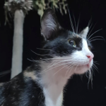 Heathkit SB and HW series frequency meter and CAT signaler – Part 1